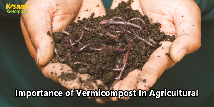 Importance of Vermicompost In Agricultural